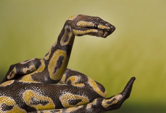 Python Royal - Ph. Guido Daniele
